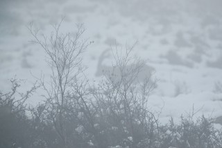 Mouflons, Bouquetins