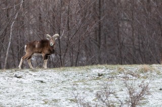 Mouflons, Bouquetins