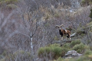 Mouflons, Bouquetins