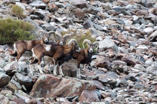 Mouflons, Bouquetins