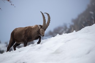 Mouflons, Bouquetins