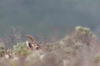 Mouflons, Bouquetins