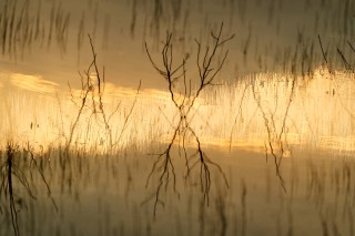 Nature revisitée