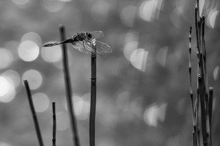 Noir et blanc