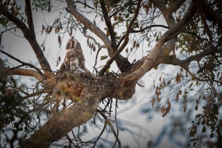 Chouettes et hiboux