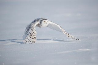 Chouettes et hiboux