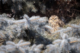 Hibou des marais