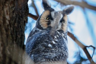 Chouettes et hiboux