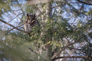 Hibou Grand Duc