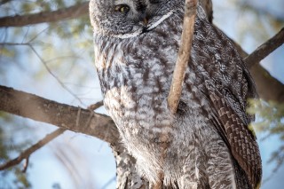 Chouettes et hiboux