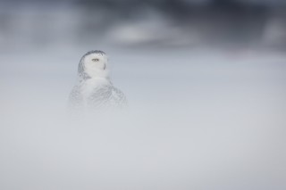 Chouettes et hiboux