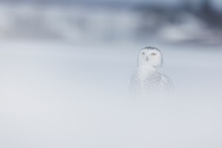 Harfang des neiges - snowy owl