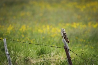 Hibou des marais