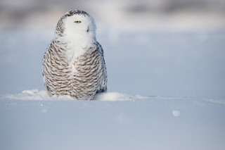 Chouettes et hiboux