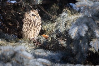 Chouettes et hiboux