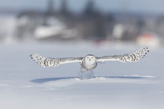 Chouettes et hiboux