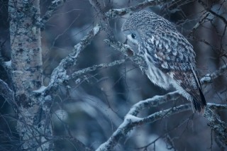 Chouettes et hiboux