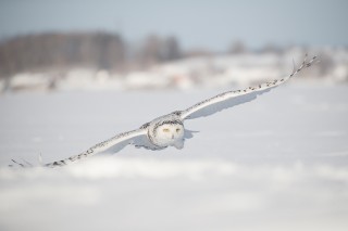 Chouettes et hiboux