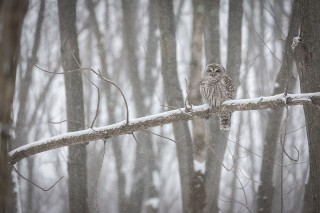 Chouettes et hiboux