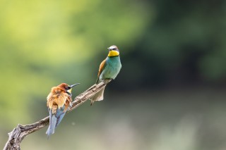 Guépier, Rollier, Huppe, Loriot