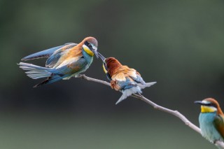 Guépier, Rollier, Huppe, Loriot