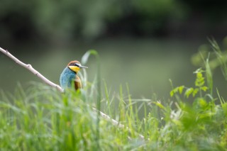 Guépier, Rollier, Huppe, Loriot