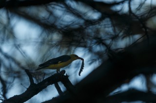 Guépier, Rollier, Huppe, Loriot