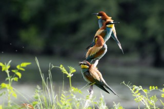 Guépier, Rollier, Huppe, Loriot