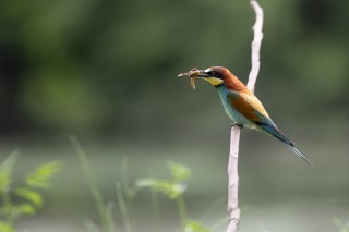 Guépier, Rollier, Huppe, Loriot