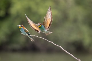 Guépier, Rollier, Huppe, Loriot