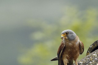 Autres rapaces