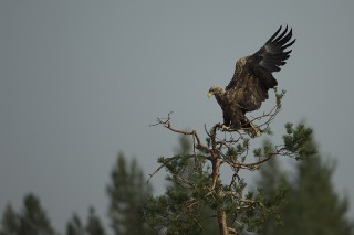 Autres rapaces