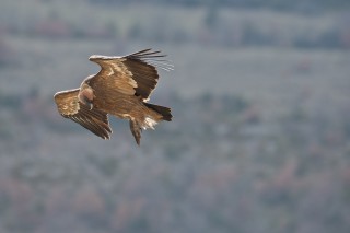 Autres rapaces