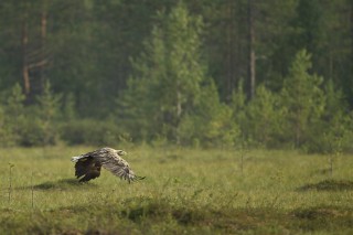 Autres rapaces