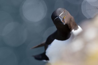 Préférées du moment