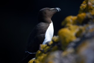 Préférées du moment