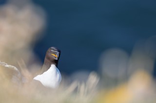 Préférées du moment