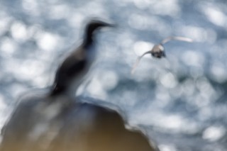 Préférées du moment