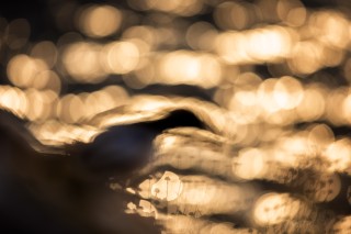 Préférées du moment