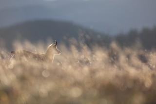 Préférées du moment