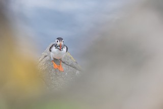 Préférées du moment
