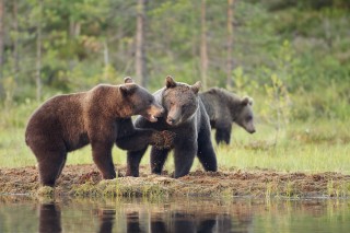 À la rencontre de l’ours brun