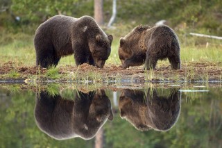 À la rencontre de l’ours brun