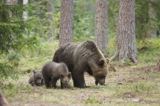 À la rencontre de l’ours brun