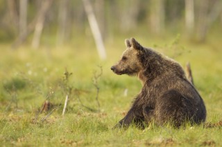 À la rencontre de l’ours brun