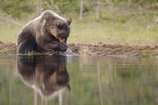 À la rencontre de l’ours brun