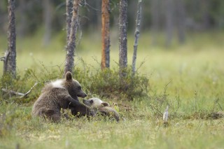 À la rencontre de l’ours brun