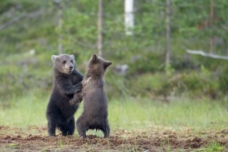 À la rencontre de l’ours brun