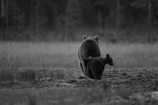 À la rencontre de l’ours brun