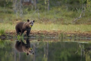 À la rencontre de l’ours brun